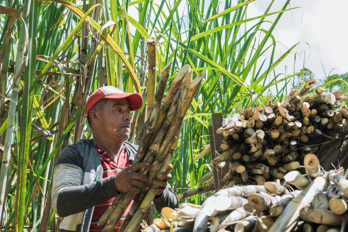 Ruta Dulce De Los Muzos — Molienda ancestral de panela
