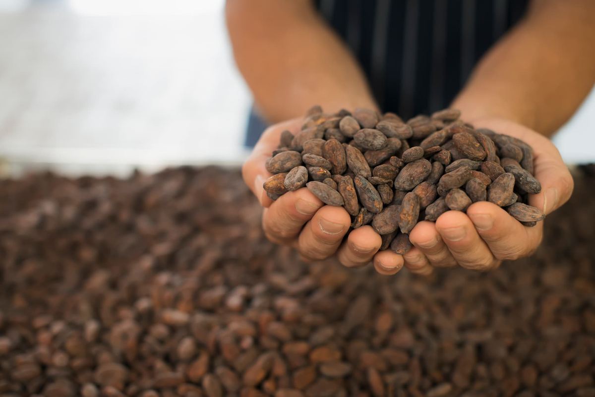 Corazón De Fura Y Tena — Granos de cacao del taller experiencial