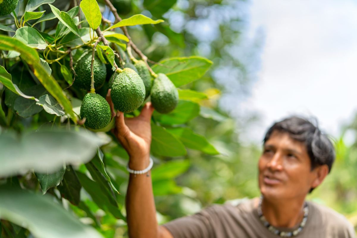 Ruta Dulce De Los Muzos — Taller del aguacate